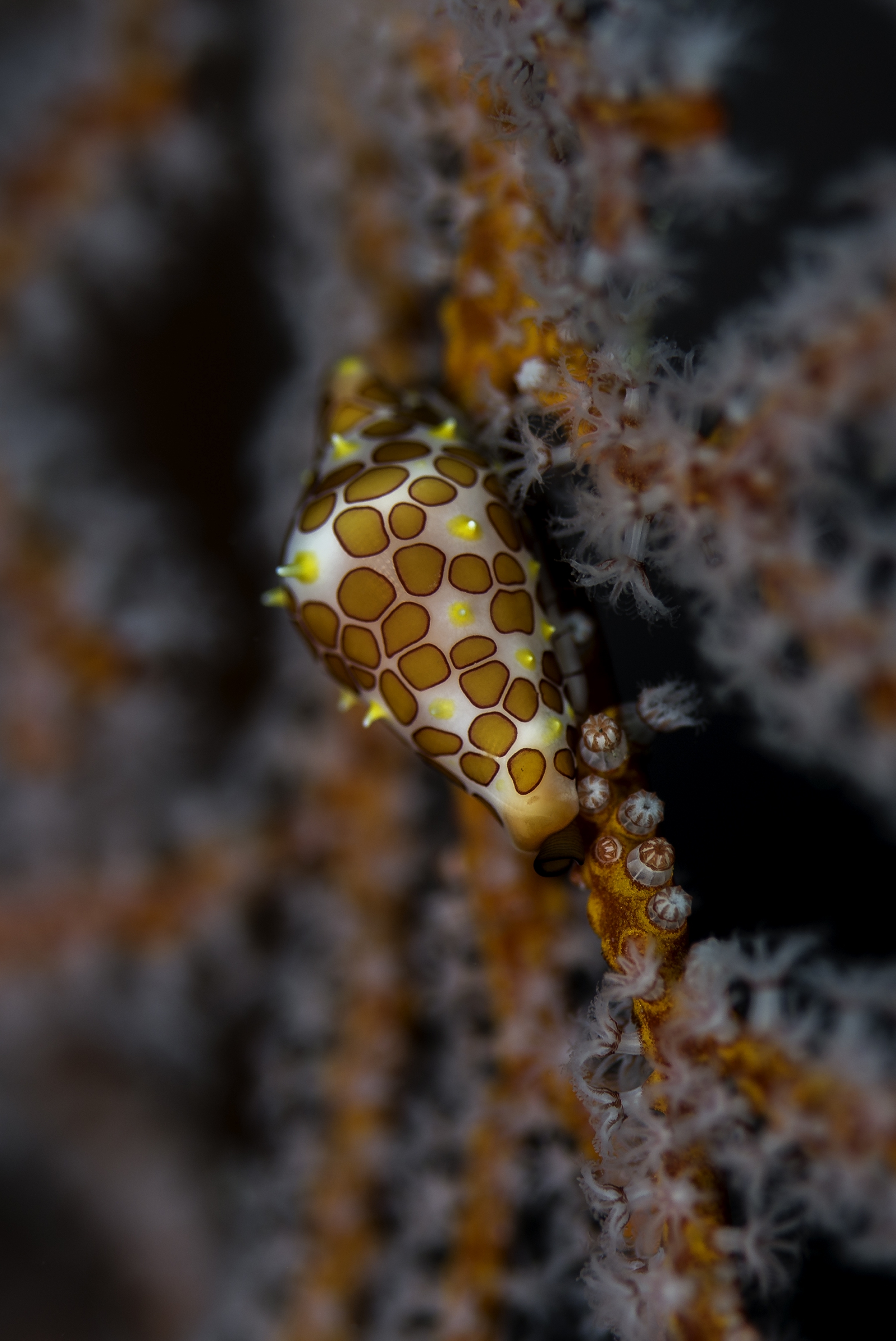 Rosewater's egg cowrie