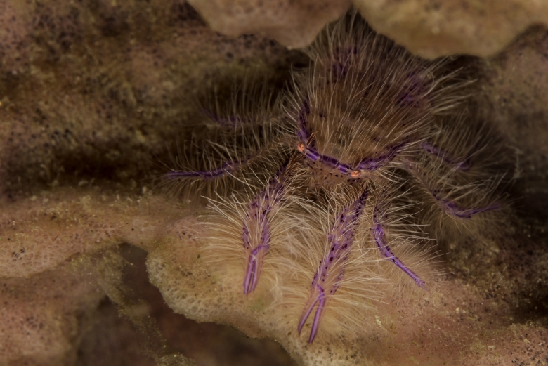 Hairy squat lobster - the sacred moment